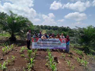 Kebun Sawit di Bengkulu Ditanami Jagung Untuk Pakan Bebek