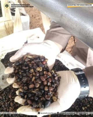 Harga Penjualan Kernel di Riau Belum Bergairah di Awal Mei