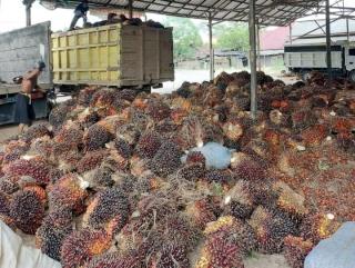 Jeblok, Harga Kelapa Sawit Sumsel Turun Sampai Rp163.89/kg