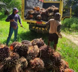Makin Terpuruk, Harga Sawit Kalbar Turun Jadi Rp. 2.622,60/kg