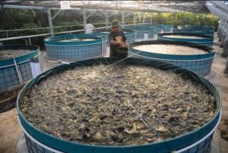 Budidaya Ikan, Petani Sawit Bisa Cuan