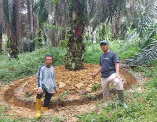 Petani Harus Tahu Nih, Begini Cara Ampuh Cegah Ganoderma Pada Sawit 