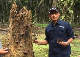 Sawit Riau Rata-Rata Terinfeksi Ganoderma