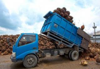 Harga TBS Kelapa Sawit di Kabupaten Seluma Bertahan di Rp 2.260 per Kilogram