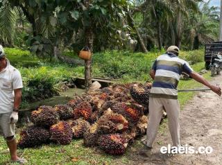 CPO Anjlok, Harga Sawit di Kalbar Malah Nanjak