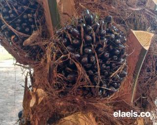 Onde Mande! Harga Sawit Terus Merosot di Sumbar