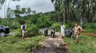Petani Sawit di Bengkulu Selatan Resah Akibat Pencurian TBS dan Ternak Sapi