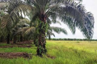 Petani Sawit Melakukan Alih Fungsi Lahan Sawah Harus Diproses Hukum