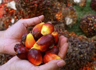 Penurunan Produksi Sawit Tidak Mampu Tingkatkan Harga