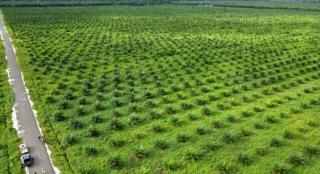 Punya Kebun 25 Hektar Lebih, Petani Sawit Wajib Miliki IUP