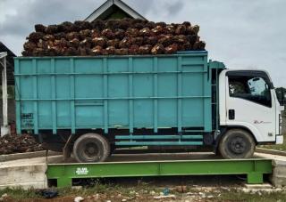 Banyak RAM Sawit Tidak Mengantongi Izin Usaha