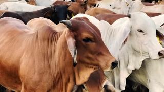 Petani Sawit Ikut Andil Kurangi Impor Sapi