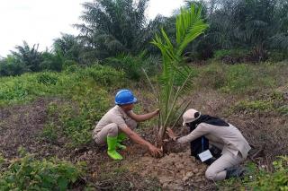 Tanaman Padi Lebih Menjanjikan, Petani di Bengkulu Tetap Memilih Tanaman Kelapa Sawit