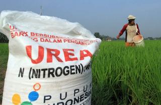Ternyata Ini Alasan Bantuan Pupuk Subsidi Tetap Diterima Petani Padi