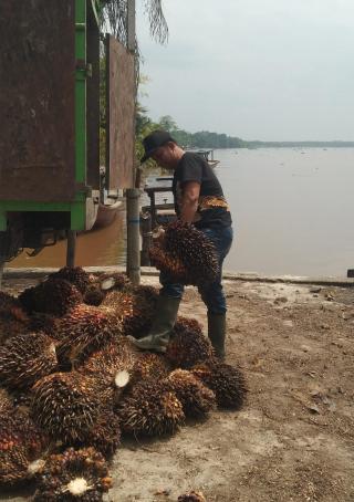 Cuma Rp 1.900/Kg, Petani di Batu Hampar Keluhkan Harga Sawit