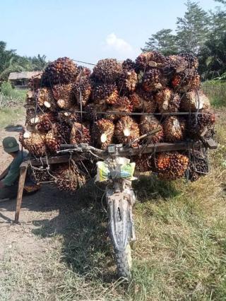 Pekan Depan Pemprov Babel Lakukan Ini Terkait RAD KSB