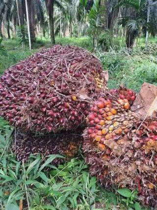 Segini Harga TBS Swadaya di Aceh Saat Ini