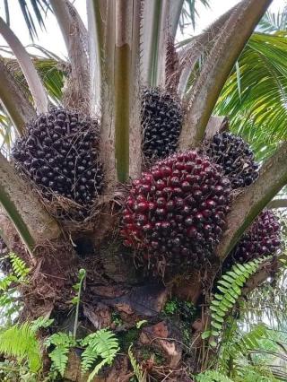 GAPKI Sumut Kembali Gelar IPOS Forum, Topiknya Sangat Serius