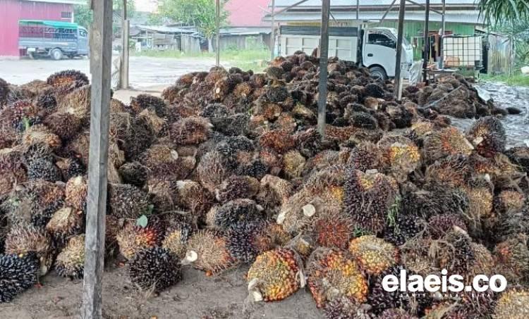 Naik, Sepanjang Juni Ini Harga Sawit di Kaltara Dibandrol Rp2.423,33/Kg