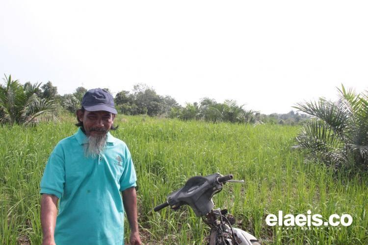 Tumpangsari Padi Gogo-Jagung di Tanaman Sawit Muda