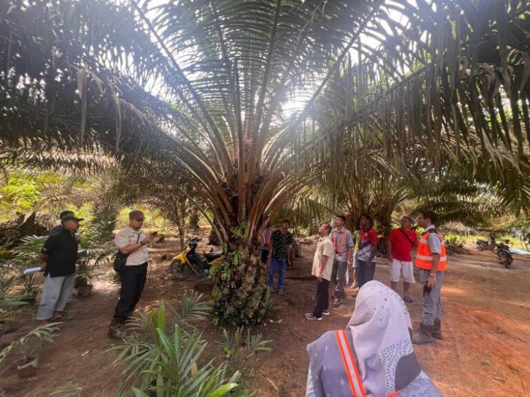 Petani Sawit di Ketapang Jalani Pelatihan Sawit Berkelanjutan 