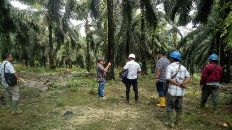 Targetkan Laba Naik Tiga Kali Lipat, ini yang Dilakukan PTPN IV Regional 4