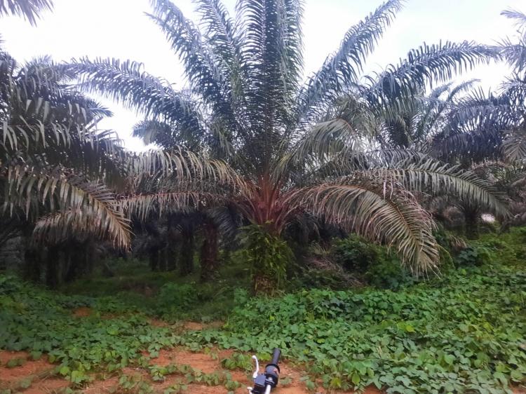 70 Hektar Kebun Sawit di Melawi Akan Diremajakan
