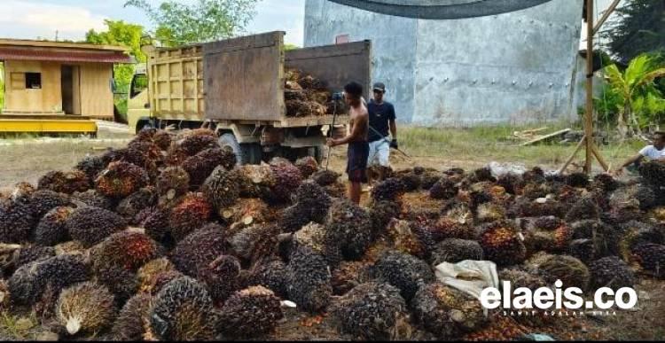 Turun Tipis, Harga Sawit di Kaltim Rp2.629,92/Kg