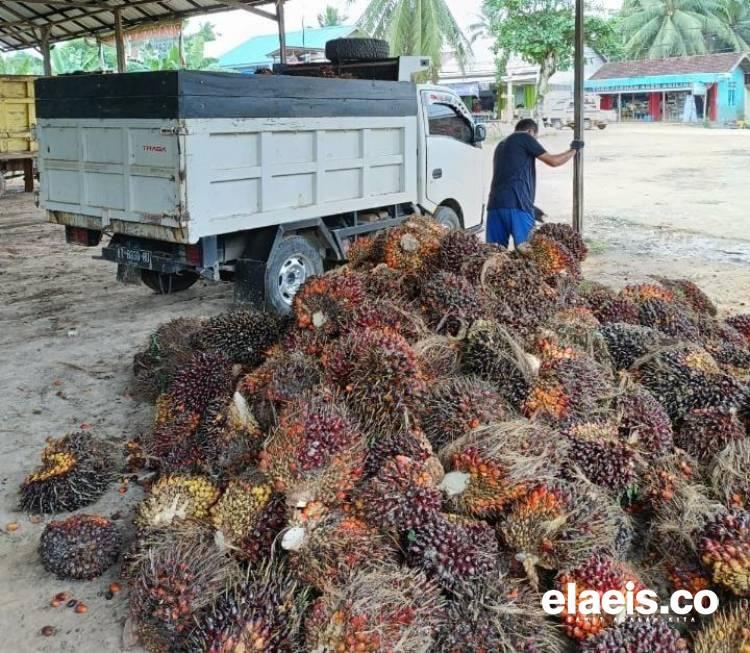 Harga Sawit di Sumut Bertengger Rp2.977,63/Kg