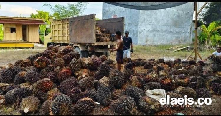 Naik Lagi, Harga Sawit di Sumsel Rp2.807.56/Kg