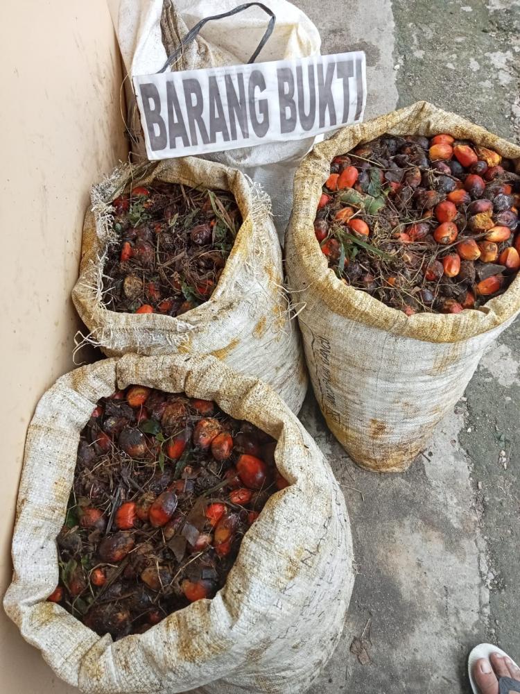 Gara-gara 4 Goni Brondolan Sawit, Residivis Kembali Diringkus 