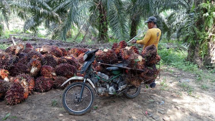 Begini Cara PT Siringoringo Membina Para Petani Sawit Swadaya di Labuhanbatu 