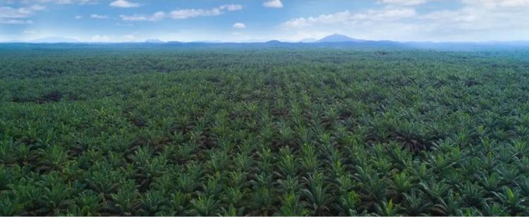 AAL Bantah Tudingan Lakukan Deforestasi, Pelanggaran HAM, dan Rusak Lingkungan 