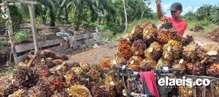 Plasma Turun, Begini Kondisi Harga Sawit Swadaya di Sumut 