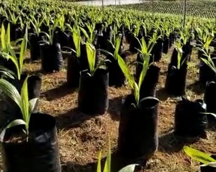 Masih Banyak Petani Belum Paham Benih Berlabel SNI