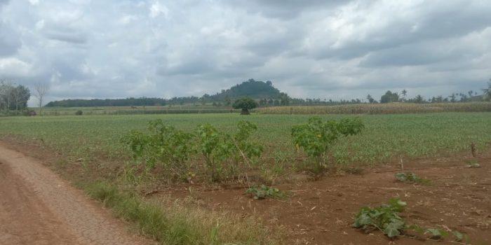 Kasus Gununng Balak Kapan Usai?