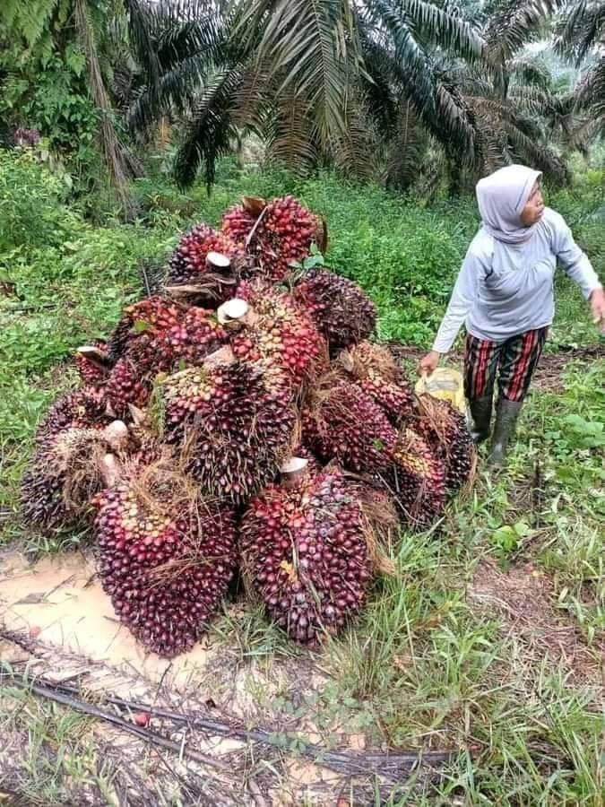 Tembus Rp 2.700 Per Kg Harga TBS Mitra Plasma di Timur Aceh Periode 27 Juni - 11 Juli 2024