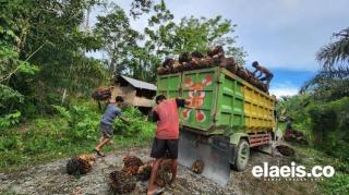 Haruskah kemitraan diwajibkan?