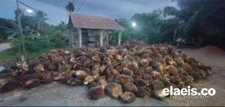 Naik Tipis, Harga Sawit di Kalteng Rp2.719,17/Kg