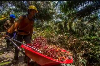 Dibandingkan Tahun Lalu, Ekspor Minyak Sawit Kalsel Melonjak 26,47%