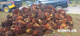 Lewati Sumut, Harga Sawit di Sumbar Rp2.936,26/Kg