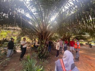 Petani Sawit di Ketapang Jalani Pelatihan Sawit Berkelanjutan