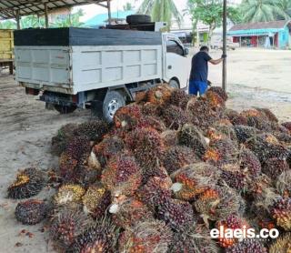 Harga Sawit di Sumut Bertengger Rp2.977,63/Kg