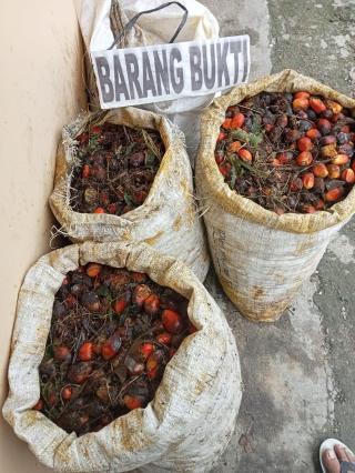 Gara-gara 4 Goni Brondolan Sawit, Residivis Kembali Diringkus