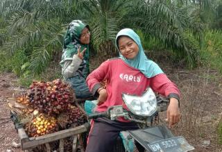 Hampir 10 Tahun Berjuang, Kini Petani Sawit di Desa Muara Dua Tersenyum