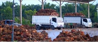 FoE Minta Konsumen Tangguhkan Pembelian Minyak Sawit dari AAL