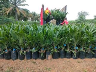 Peringatan Buat Masyarakat Batanghari, yang Buka Lahan di Tahura, Takkan Dapat Bibit Sawit Dari Pemerintah Daerah