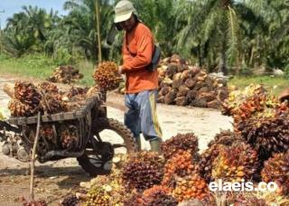 Petani di Sumut Mulai Lemas Lagi, Harga Sawit Pekan Ini Ditetapkan Turun Jadi Rp2.965.93/Kg