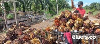 Plasma Turun, Begini Kondisi Harga Sawit Swadaya di Sumut 