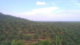 FoE Belanda Ingatkan Jangan Beli Minyak Sawit AAL, ini Alasannya